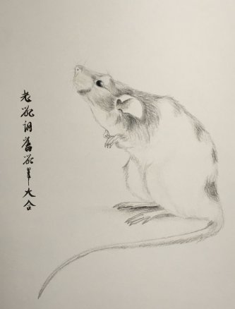 Année du rat